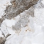 Плитка Asia Pacific Livantra Natural Polished 60х60 см 4