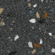 Плитка керамогранит Arcana Stracciatella-R Grafito 80х80 см